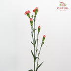 Carnation Spray Dark Orange (18-20 Stems) - Pudu Ria Florist Southern