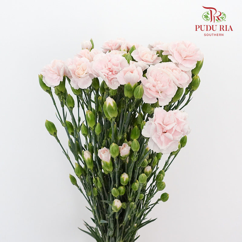 Carnation Spray Prince Pink (18-20 Stems) - Pudu Ria Florist Southern