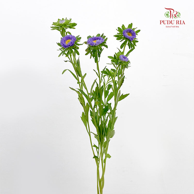 Aster 翠菊 Purple - (Per Bundle)