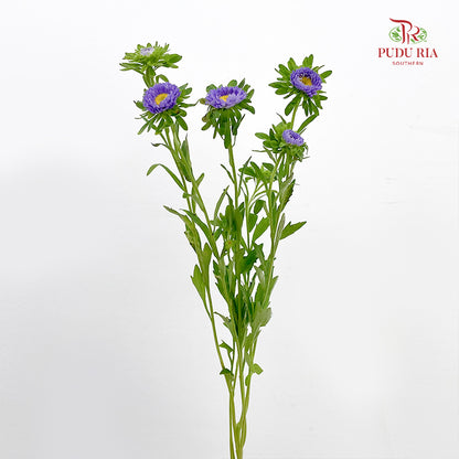 Aster 翠菊 Purple - (Per Bundle)