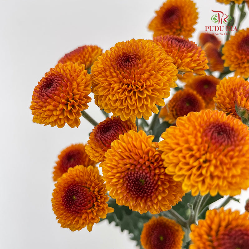 Chrysanthemum Pompom Button Orange - (10-12 Stems)