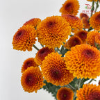 Chrysanthemum Pompom Button Orange - (10-12 Stems)