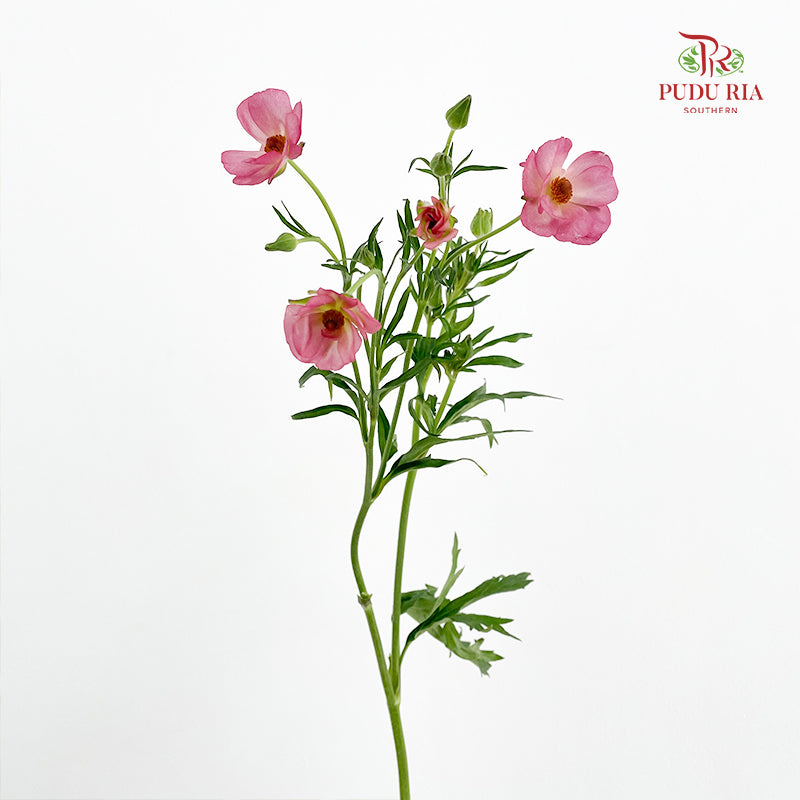 Ranunculus Butterfly Pink 蝴蝶洋牡丹 - (Per Bundle)