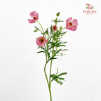 Ranunculus Butterfly Pink 蝴蝶洋牡丹 - (Per Bundle)