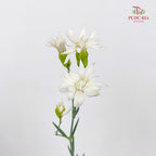 Carnation Spray Star Tessino White - (18-20 Stems)