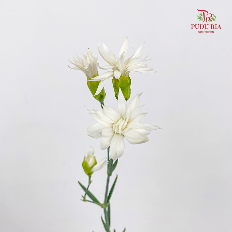 Carnation Spray Star Tessino White - (18-20 Stems)