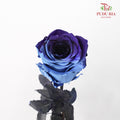 Rose Mondial Dyed Cosmic Blue (8-10 Stems) - Pudu Ria Florist Southern