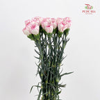 Carnation Catherine 卡特琳康乃馨 - (18-20 Stems)