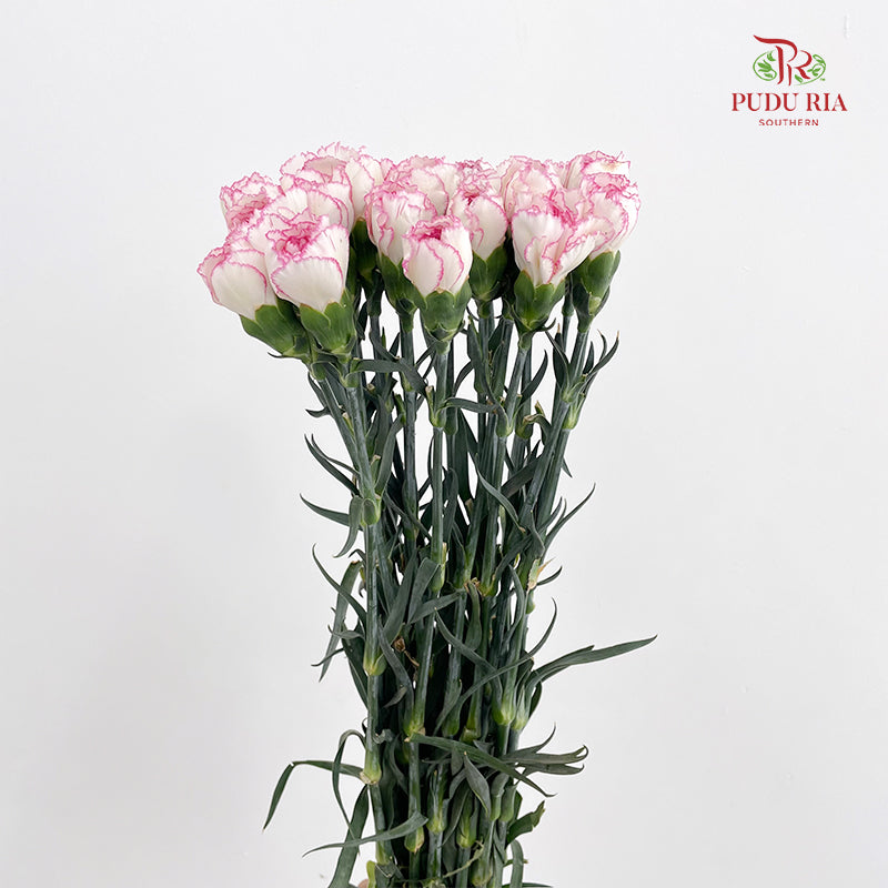 Carnation Catherine 卡特琳康乃馨 - (18-20 Stems)