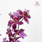 Dancing Lady Purple 文心兰 - (5 Stems)
