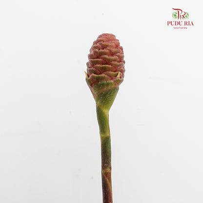 Wild Ginger - (Per Stem)