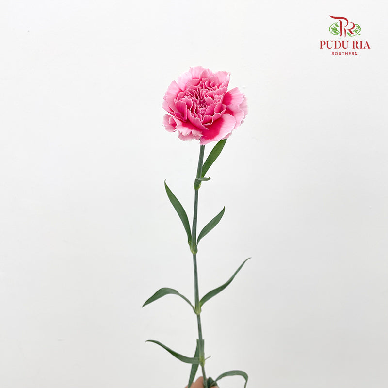 Carnation 康乃馨 Pink - (18-20 Stems)