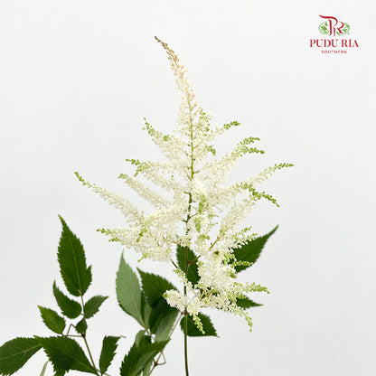 Astilbe White 落新妇 - (10 Stems)