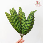 Calathea Insignis / Peacock Leaf 猫眼竹芋 - (Per Bundle)