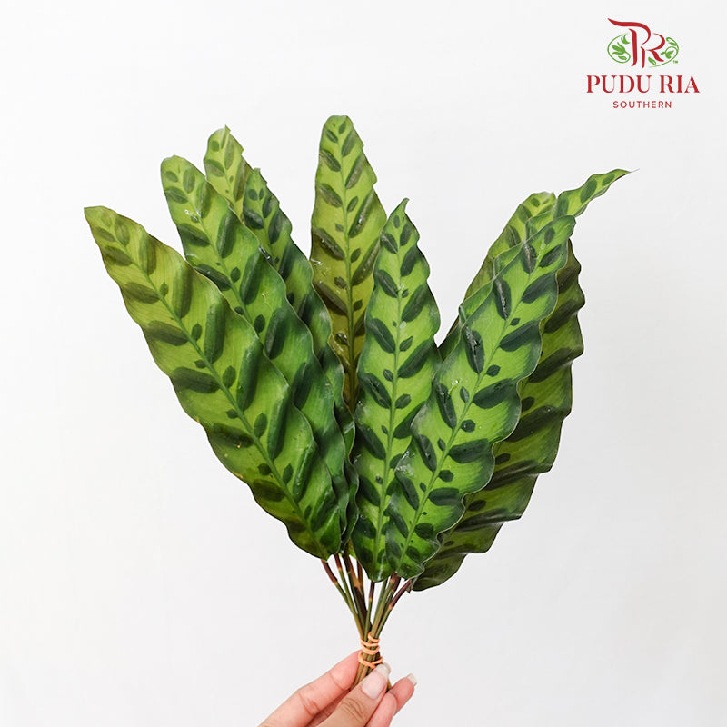 Calathea Insignis / Peacock Leaf 猫眼竹芋 - (Per Bundle)