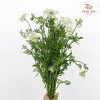 New Ammi Majus White 大阿米芹 - (Per Bundle)