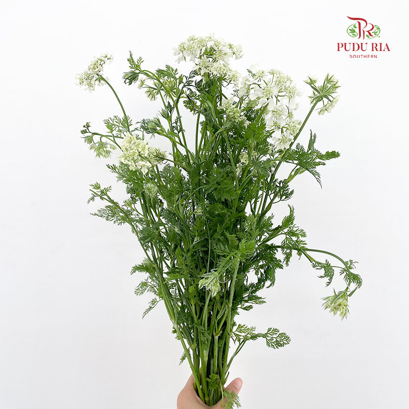 New Ammi Majus White 大阿米芹 - (Per Bundle)