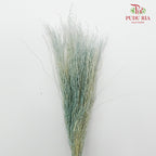Dry Crazy Grass Blue - Pudu Ria Florist Southern