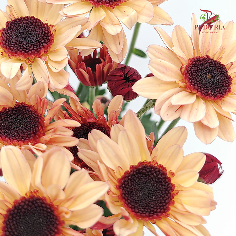 Chrysanthemum Pompom Daisy Champagne 2 - (10-12 Stems)