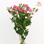 Oxypetalum Pink 蓝星花 - (5 Stems)
