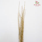 Birch Twist Gold - 120cm - Pudu Ria Florist Southern