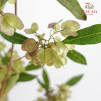 Dodonaea Viscosa - Pudu Ria Florist Southern