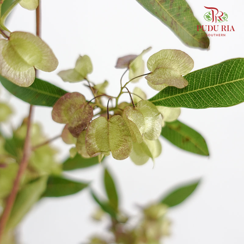 Dodonaea Viscosa - Pudu Ria Florist Southern