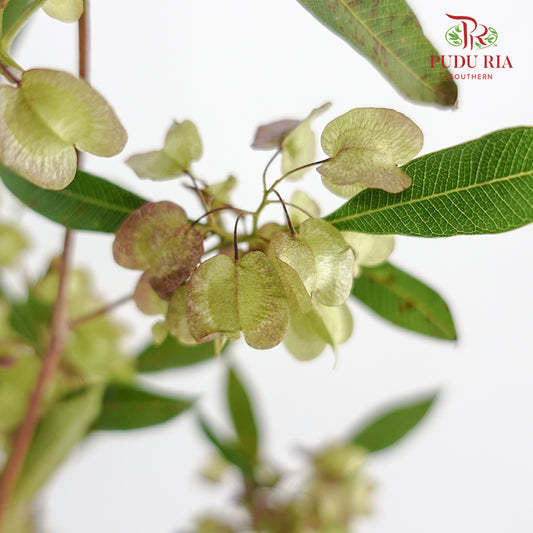Dodonaea Viscosa - Pudu Ria Florist Southern