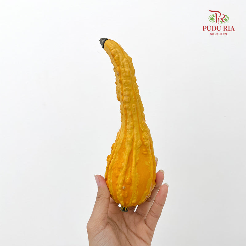 Pumpkin 观赏南瓜 - (Per Piece)