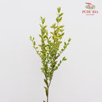 Weigela 锦带花 - (Per Bundle)