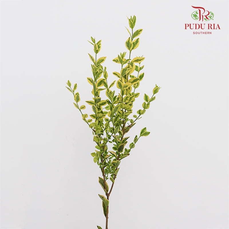 Weigela 锦带花 - (Per Bundle)