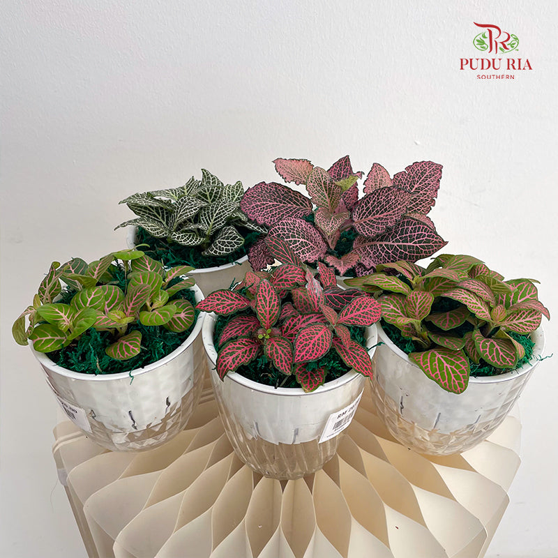 Hydro Fittonia(Random Select)