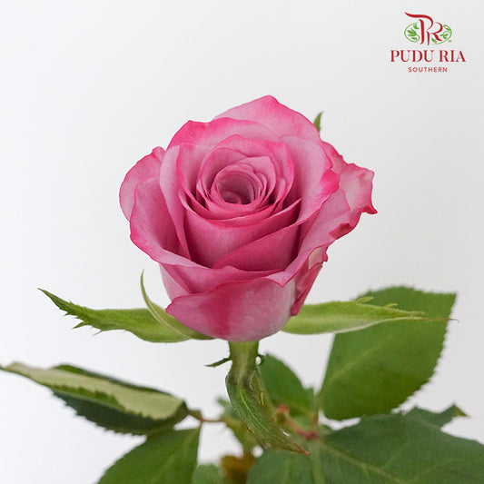 Rose Magenta (19-20 Stems) - Pudu Ria Florist Southern