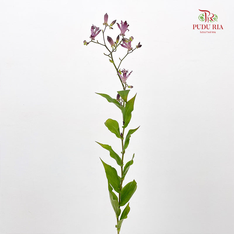 Tricyrtis 油点草 - (5 Stems)