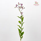 Tricyrtis 油点草 - (5 Stems)