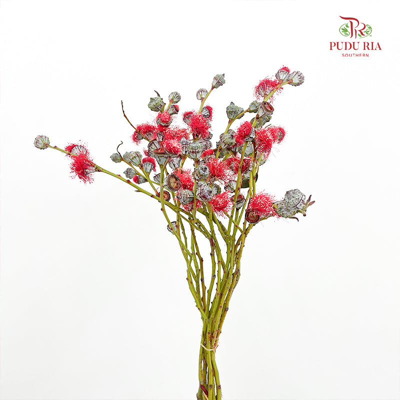 Eucalyptus Nut Red - (Per Bundle)