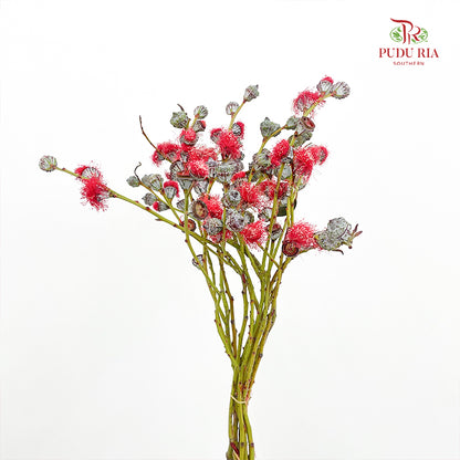 Eucalyptus Nut Red - (Per Bundle)