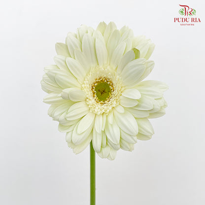 Gerbera White Green Heart - (8-10 Stems)