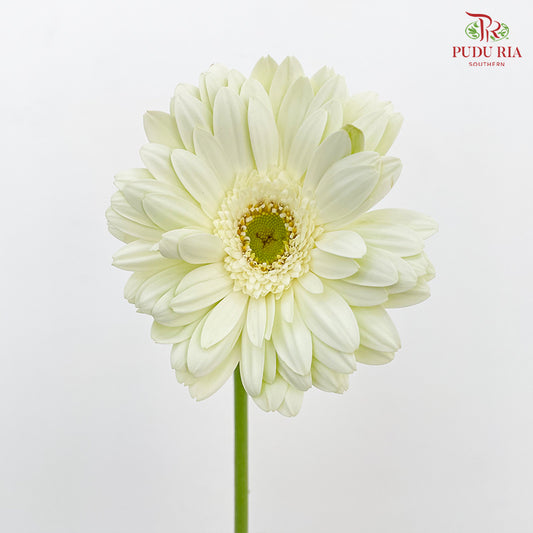 Gerbera White Green Heart - (8-10 Stems)