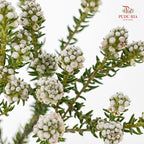 Cotton Bush (Phylica) - (Per Bundle)