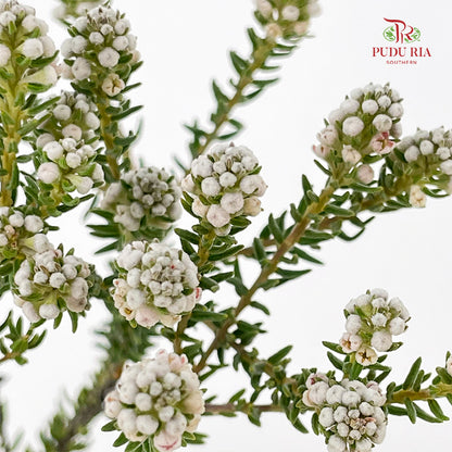 Cotton Bush (Phylica) - (Per Bundle)