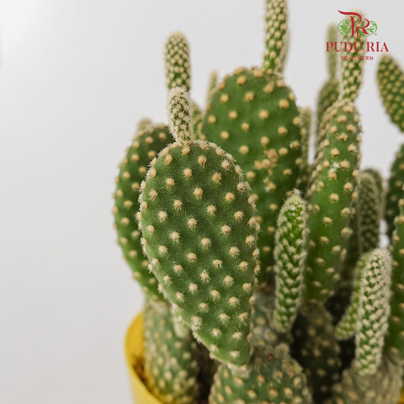 Opuntia Leucotricha (Cactus)