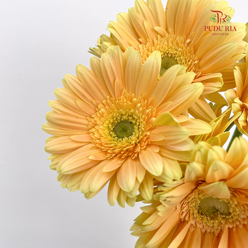 Gerbera Yellow - (8-10 Stems)
