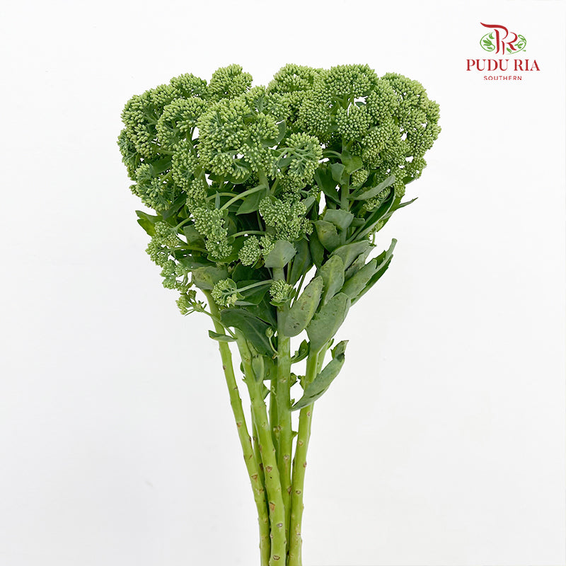 Sedum White - (Per Bundle)