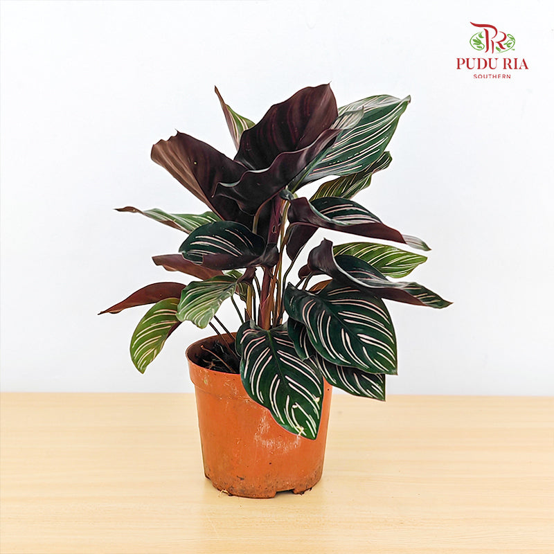 Calathea Sanderiana