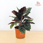Calathea Sanderiana