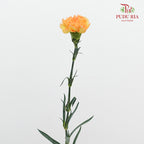 Carnation Gold Coast 黄金海岸康乃馨- (18-20 Stems)