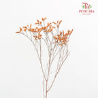 Dry Caspia - Orange