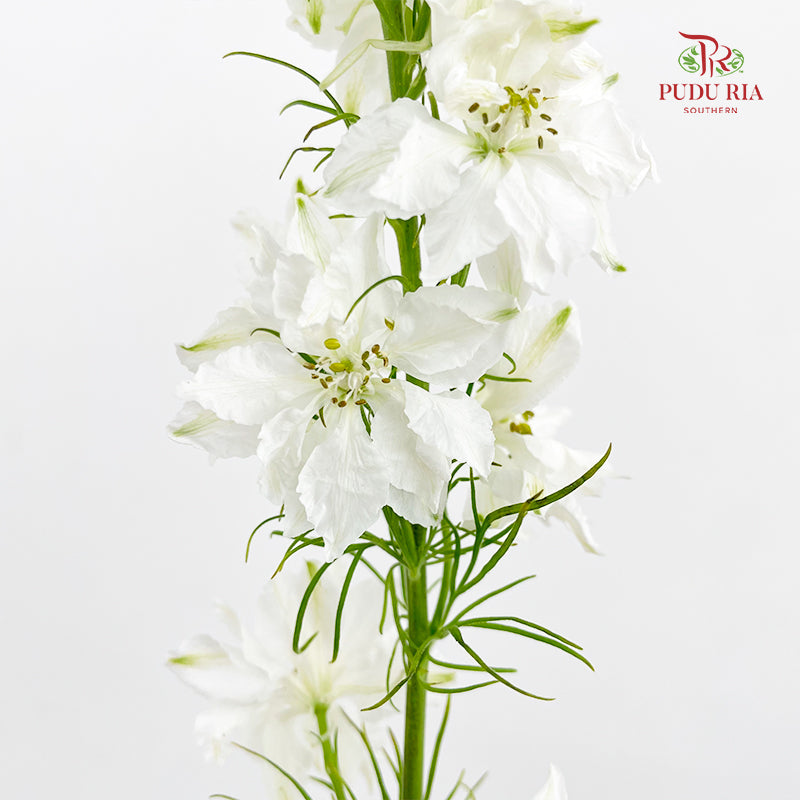 Delphinium Consolida White - ( Per Bundle)