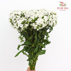 Phlox White 福禄考 - (Per Bundle)